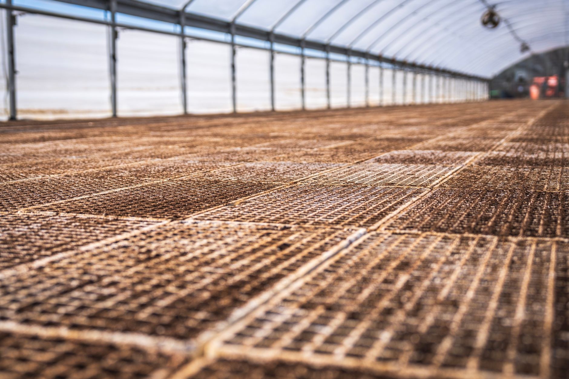 Trays of young plants on propagation benches