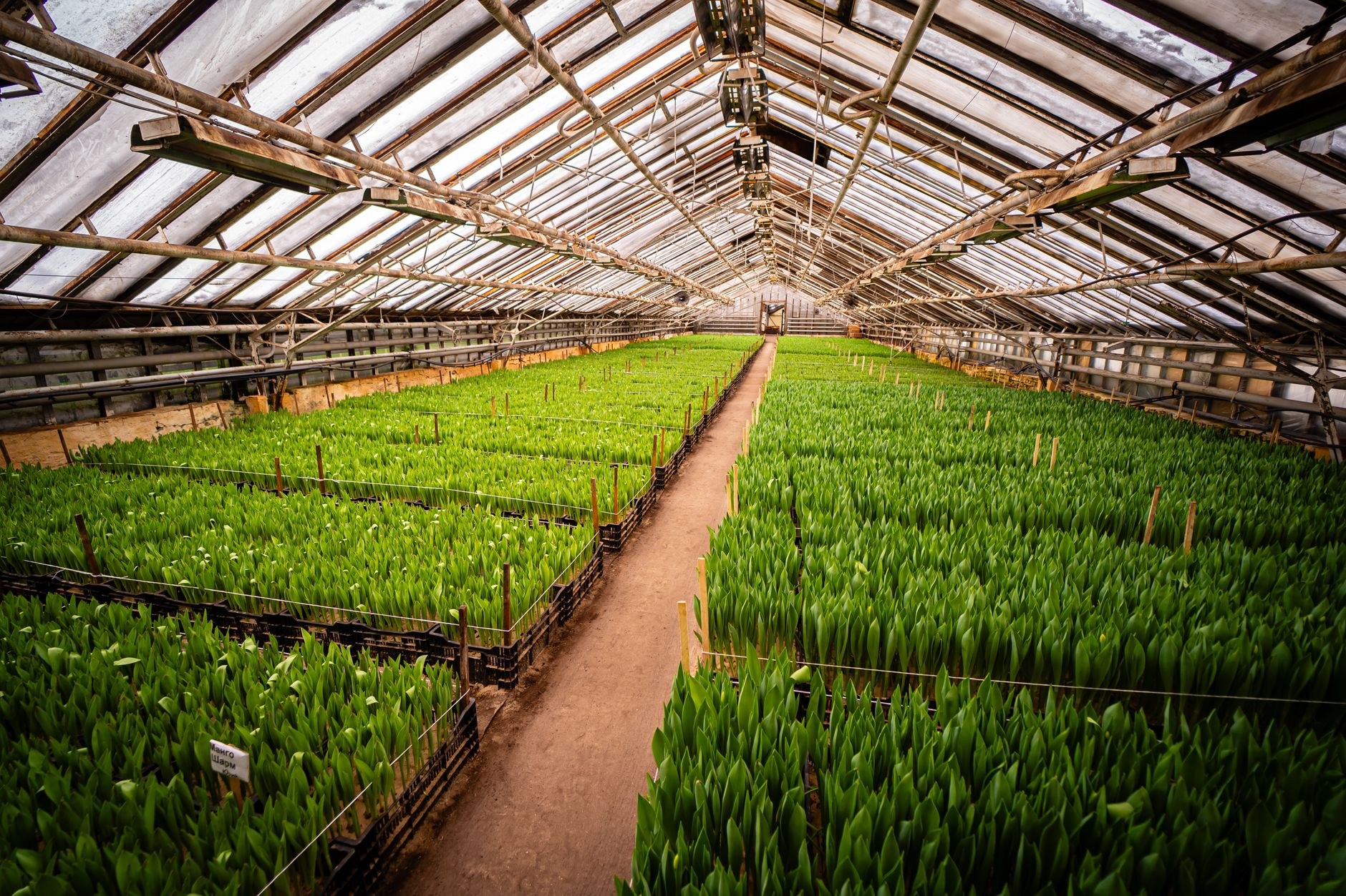 Timing your plantings for best results
