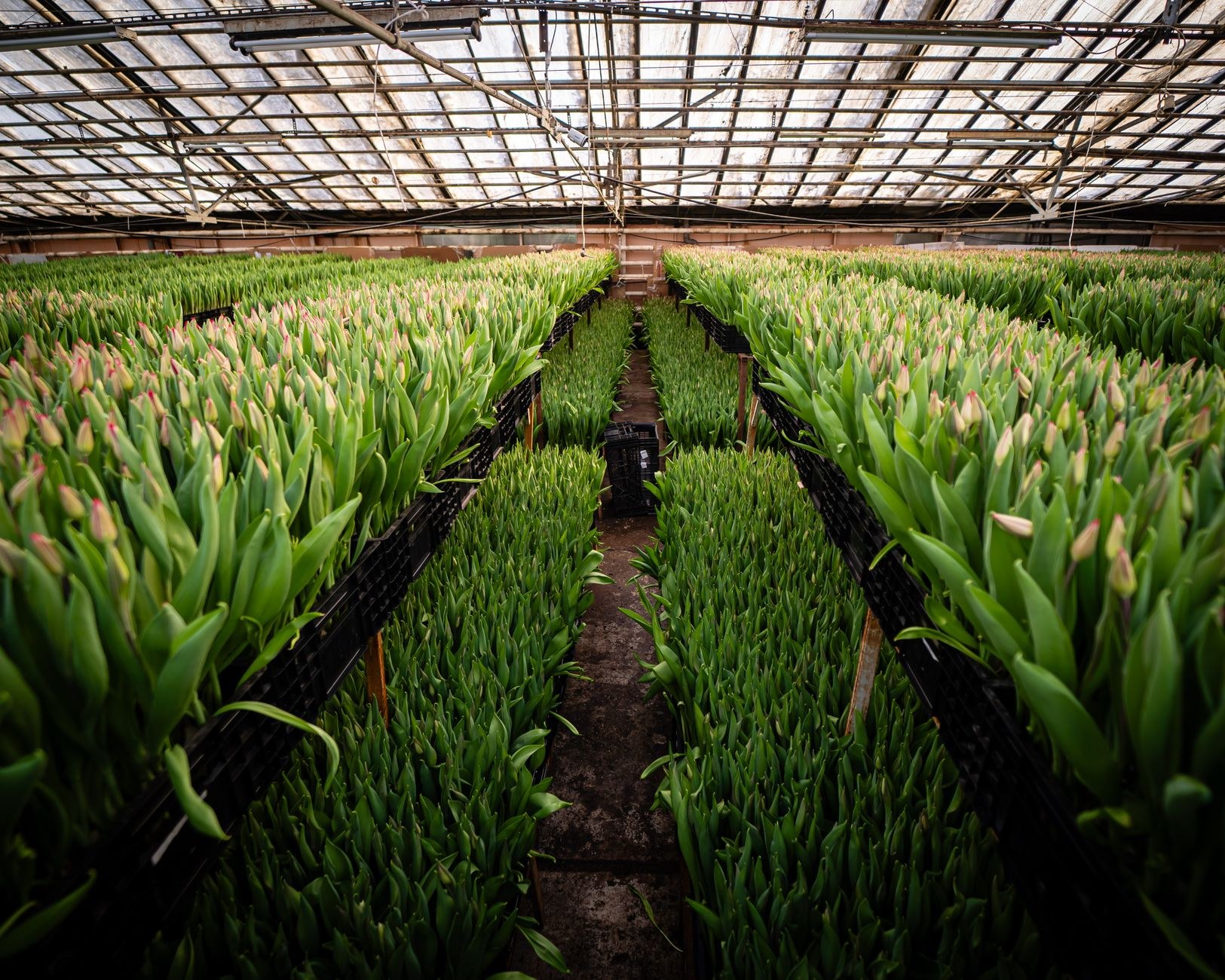 Rows of established shrubs growing on outside at the Pukekohe nursery