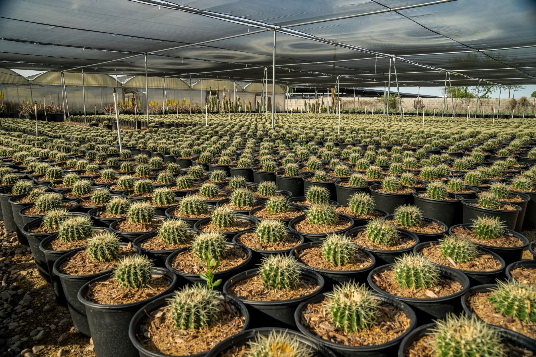 Close-up of healthy foliage and new growth on nursery stock