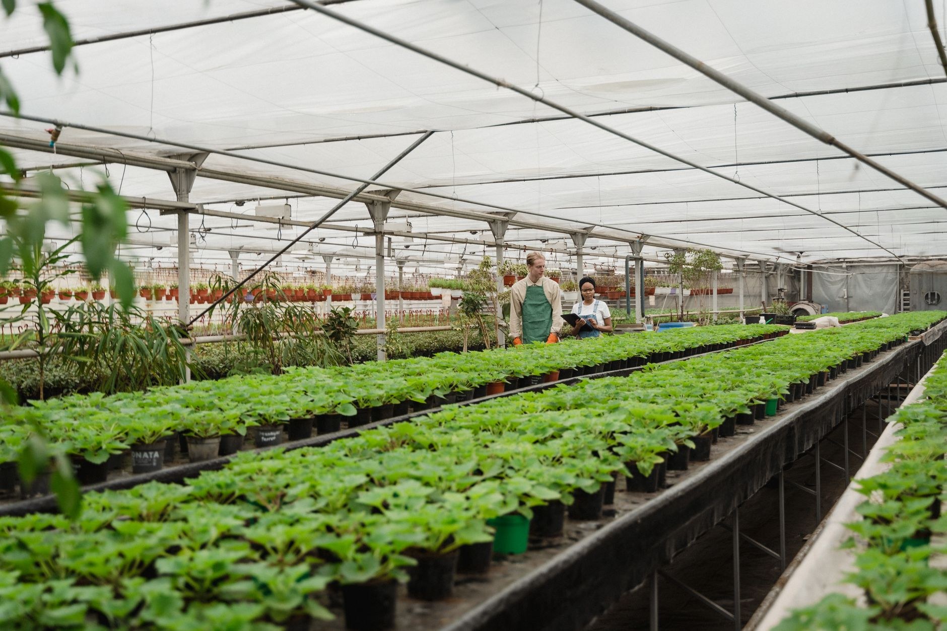 Choosing the right plant for the right place
