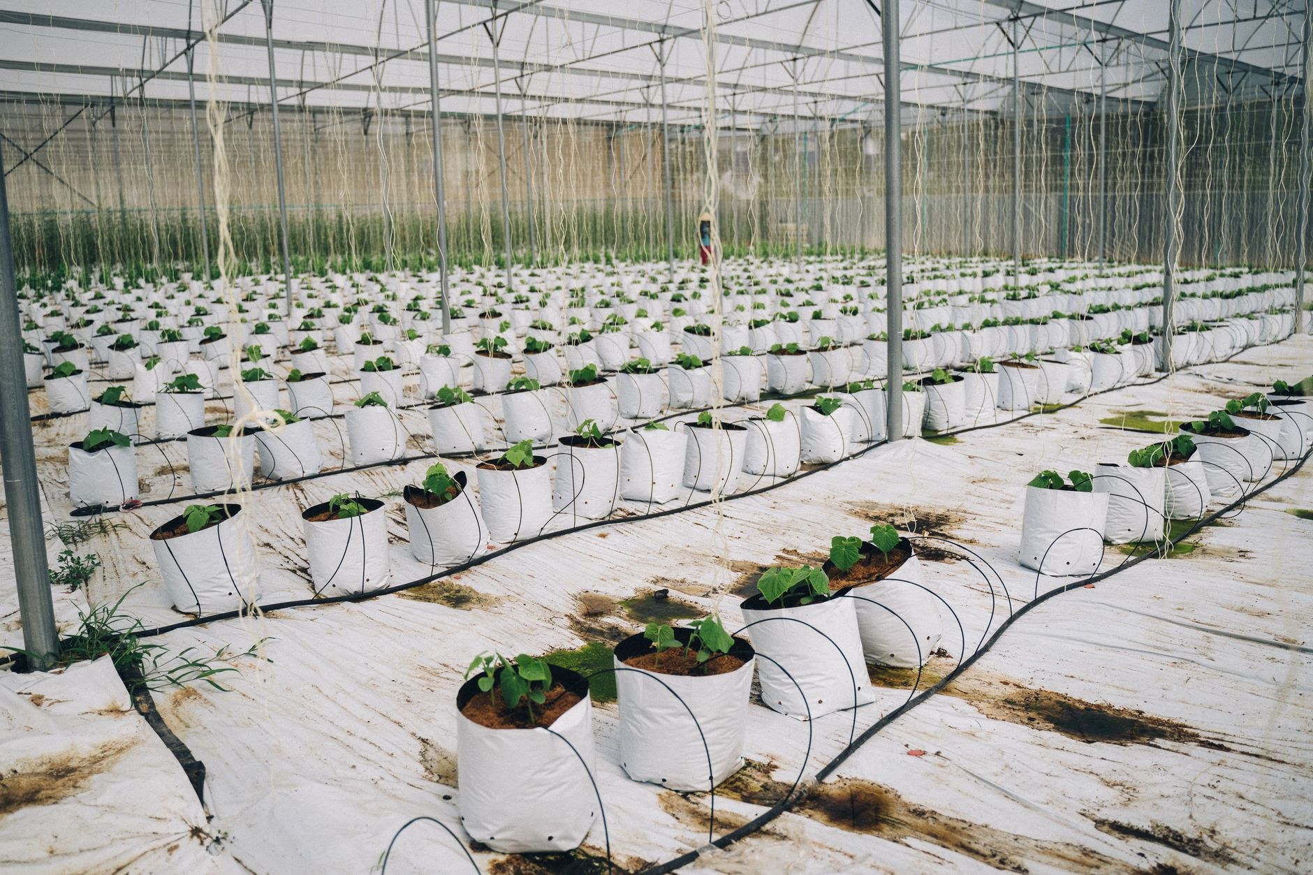 Nursery production rows of plants growing on, ready to supply